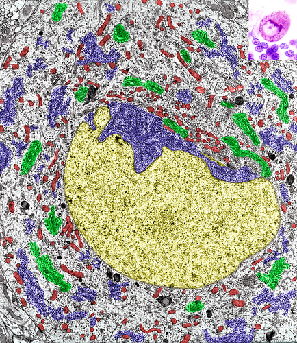 Nissl Bodies Diagram 166 Nissl Body Images, Stock Photos, And Vectors