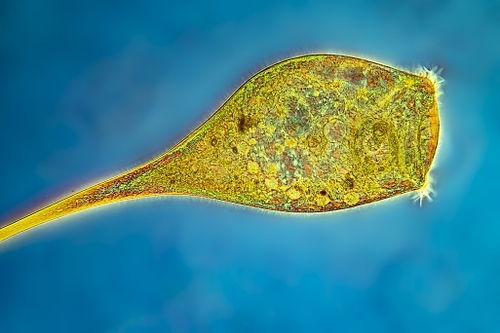Chlorella Sp CCMP2236 | NCMA At Bigelow Laboratory